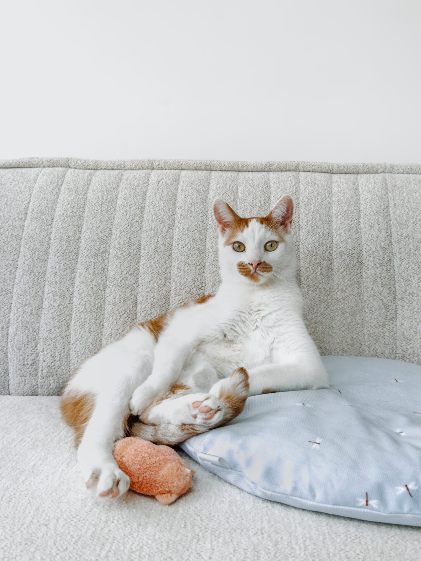 ballipillowfinal ballipillowfinal 1