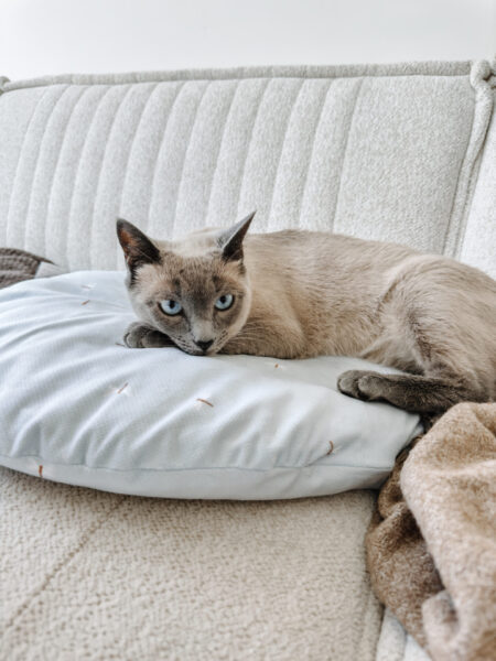 poducha blue dragonfly, legowisko dla kota z naturalnym korkiem