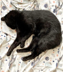 Kocyk Cat in Space