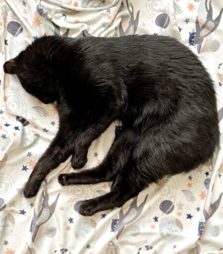 Kocyk Cat in Space