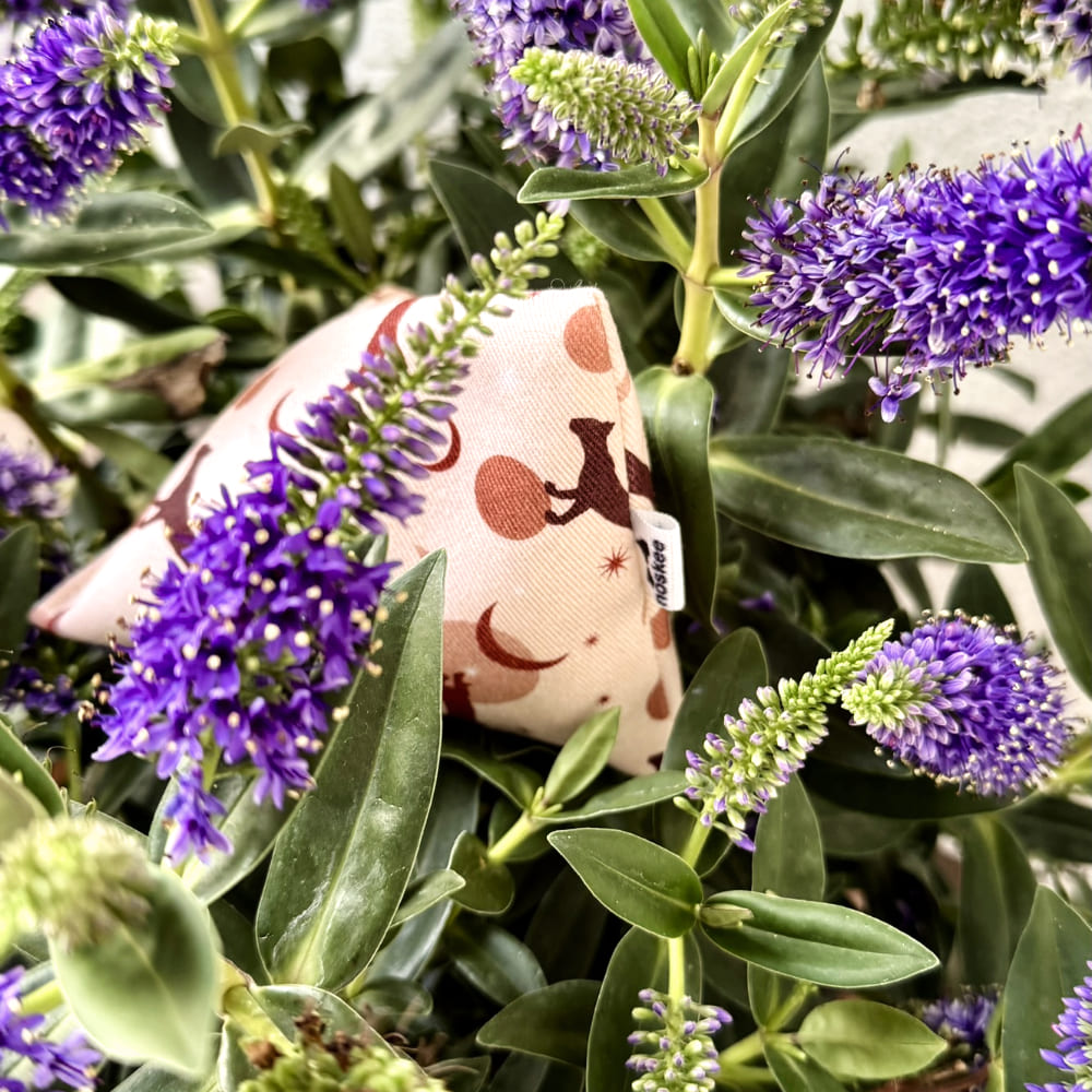 noskeelungomooneycatspyramid2 noskeelungomooneycatspyramid2