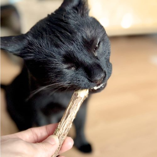 pałeczki matatabi dla kota, japońska kocimiętka, gryzak dla kota